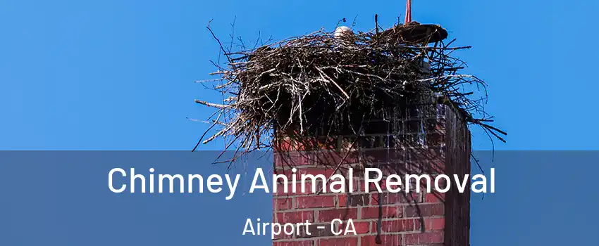 Chimney Animal Removal Airport - CA