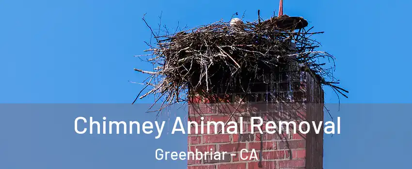 Chimney Animal Removal Greenbriar - CA