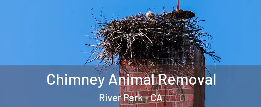 Chimney Animal Removal River Park - CA