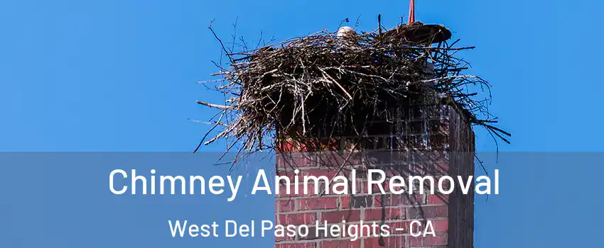 Chimney Animal Removal West Del Paso Heights - CA