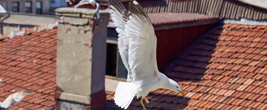 Residential Chimney Animal Removal Solution in Scc, CA